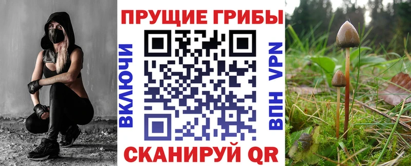 купить наркотики цена Камышлов Псилоцибиновые грибы Cubensis