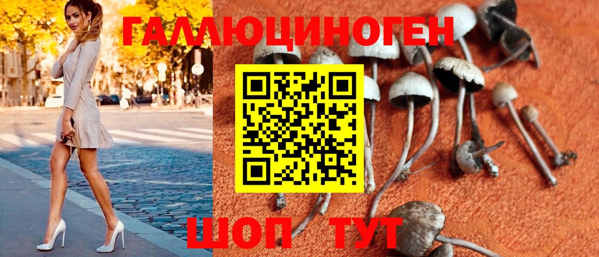 где найти   Вход с VPN  Камышлов  Псилоцибиновые грибы GOLDEN TEACHER 